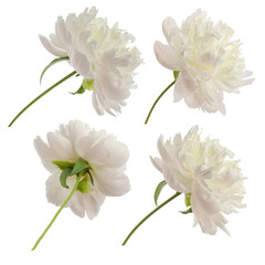 stem with leaves and flower of a tree-shaped maroon peony, isolate for clipping on a white...