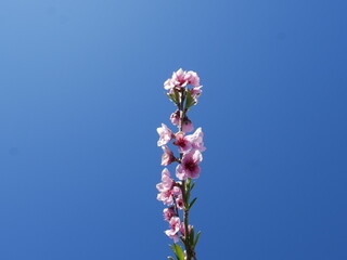 Peach trees in winter blooming pink flowers