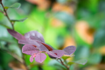 A close up of a leaf with a droplet of water on it. The leaf is purple and the background is green