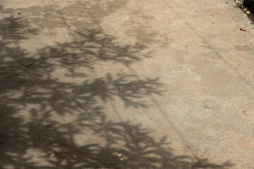 A tree casts a shadow on the ground. The shadow is large and dark, covering a significant portion of the ground
