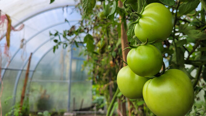 Close up of growing green tomatoes bush in the open ground on a garden bed in a greenhouse. Unripe tomato fruit on a blurred natural background. Sustainable agricultural, harvesting, gardening