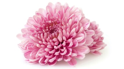 Pink Chrysanthemum Flower Close-Up