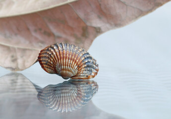 Abstract style still life with a seashell and a dry leaf on a glass-topped table. A soft selective...