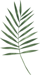 Green Leaf isolated on Transparent background, Greenery tropical leaves green foliage clipart png 