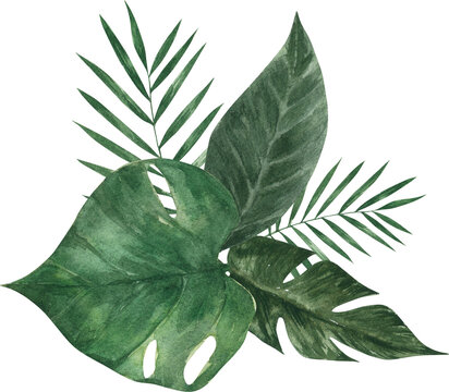green leaves isolated on Transparent background, Greenery tropical leaves green foliage clipart pnf Format
