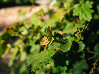 Plant foliage