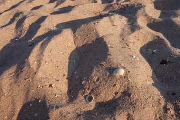 Sea shell on the sand. Beach. Small depth of field