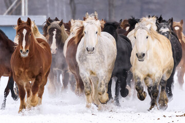 北海道音更町、馬の運動不足解消や妊娠馬の難産を防ぐ「馬追い運動」【1月】