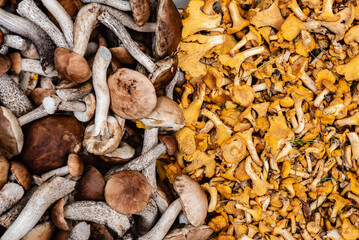 Chanterelle and boletus mushrooms texture or background.