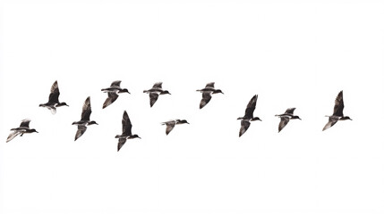 Flock of Birds Flying in Formation