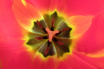 red and yellow tulip © Eveline