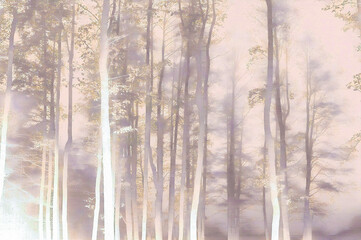 Misty morning in the forest