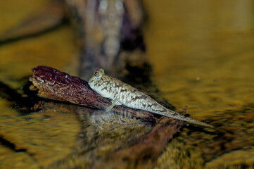 Barred mudskipper..
