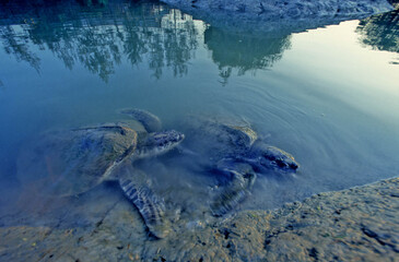 Olive ridley sea turtle