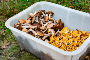 Search and harvest of mushrooms in baskets on forest background.
