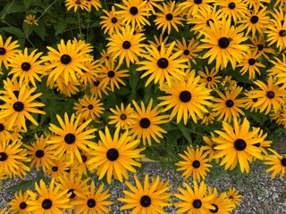 Gelbe Blumen in der Natur formatfüllend / gewöhnlicher Sonnenhut