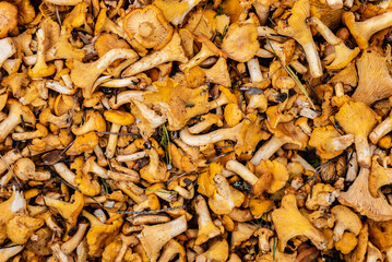 Chanterelle mushrooms texture or background.