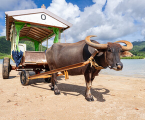 Water buffalo cart on Yubu Island, Okinawa, Japan