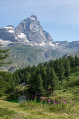 Fototapeta premium Valle d'Aosta, Italy, 08-15-2024: panoramic view of Cervino (Matterhorn), famous mountain of the Central Alps, 4,478 meters high, with the mountain range, green meadows and fir forests on a summer day
