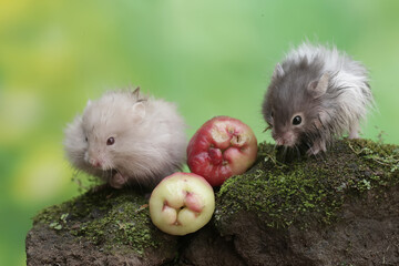 Two Campbell dwarf hamsters are eating a water apple that fell on the moss-covered ground. This rodent has the scientific name Phodopus campbelli.