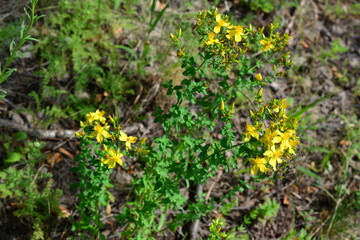 a St. John's wort plant with yellow flowers on the green stem 