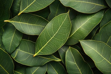 Obraz premium Green leaves close-up texture. Perfect for backgrounds or presentations.