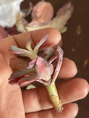 Elongated stem of Echeveria succulent flower, order flower in asian parcel