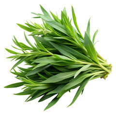 Fototapeta premium Tarragon isolated on a transparent background