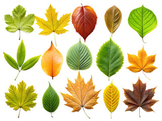 Obraz premium set of tree leaf on a transparent background