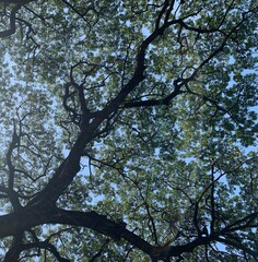 Shadow under the big tree spreading branches covering the sky