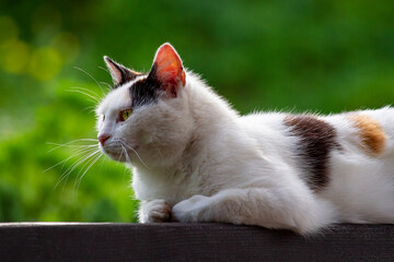 Calm Cat Relaxing Outdoors on a Sunny Day | Spokojny kot relaksujący się na świeżym powietrzu w słoneczny dzień 