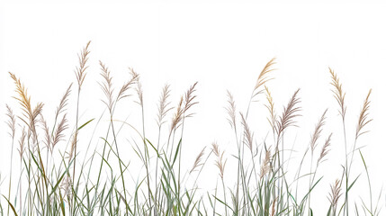 Tall Grass Blades Isolated