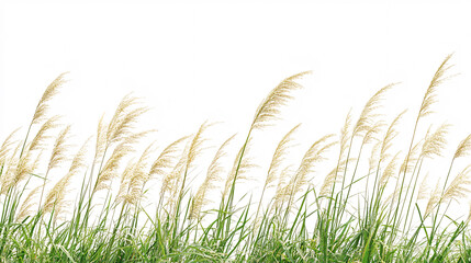 Tall Grass with White Background