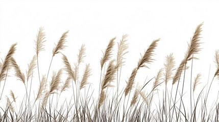 Obraz premium Dried Grass Texture on White Background