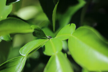 leaf of a plant