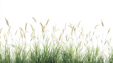 Fototapeta premium Green Grass Isolated on White Background