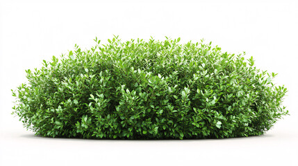 Fototapeta premium Lush Green Bush Isolated on White Background