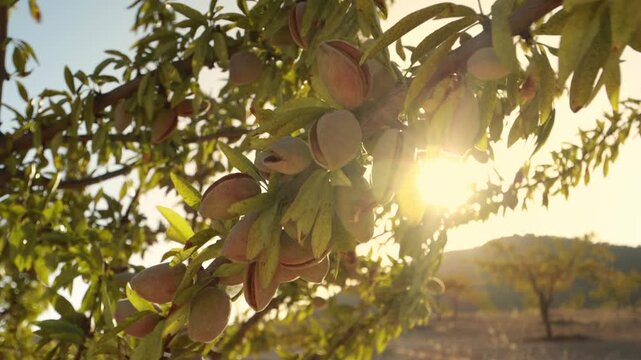Almond tree close up at sunset