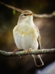 Willow warbler (Phylloscopus trochilus) Wildlife, birdwatching