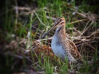 Common snipe (Gallinago gallinago) Bird watching, wildlife