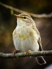 Willow warbler (Phylloscopus trochilus) Wildlife, birdwatching