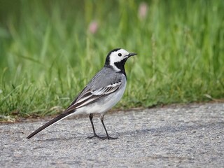 White wagtail (Motacilla alba) White bird, bird watching