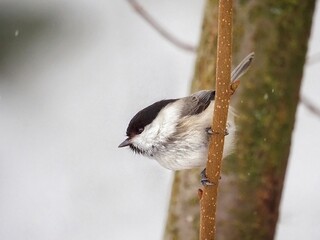 Obraz premium Marsh Tit (Poecile palustris) Wildlife, birdwatching, white bird