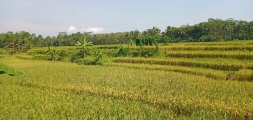 Fototapeta premium Riceyard In Village 