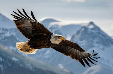 Fototapeta premium Bald Eagle Soaring Over Snow-Capped Mountains