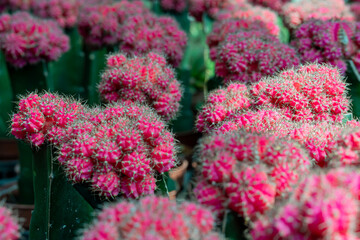 Gymnocalycium mihanovichii Cactus cultivated in a garden for sale or rent to other parties