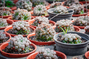 Haworthia cooperi var. pilifera that is cultivated in a garden to be sold or rented to other parties