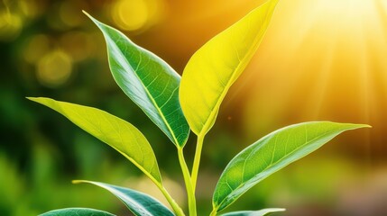 Obraz premium A close-up of vibrant green leaves catching sunlight, symbolizing nature's beauty and growth in a serene environment.