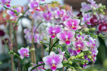 Phalaenopsis orchids are cultivated in a garden to be sold or rented to other parties