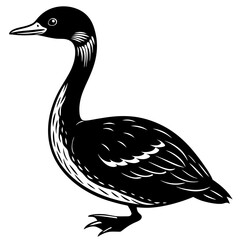 black and white duck